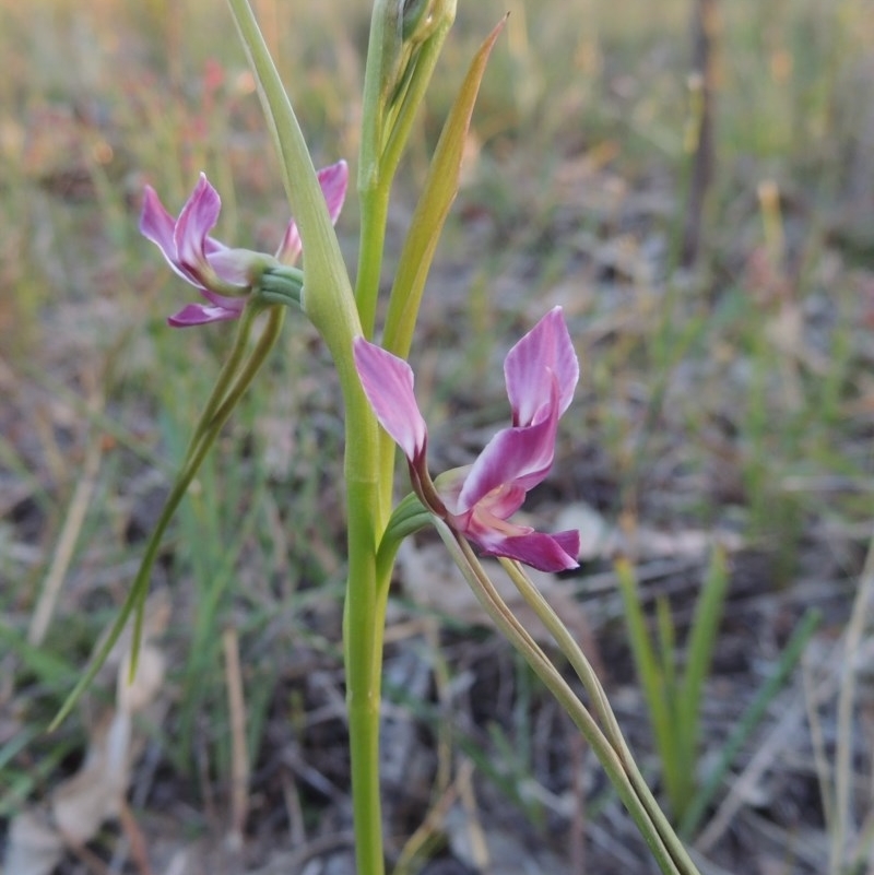 Diuris dendrobioides