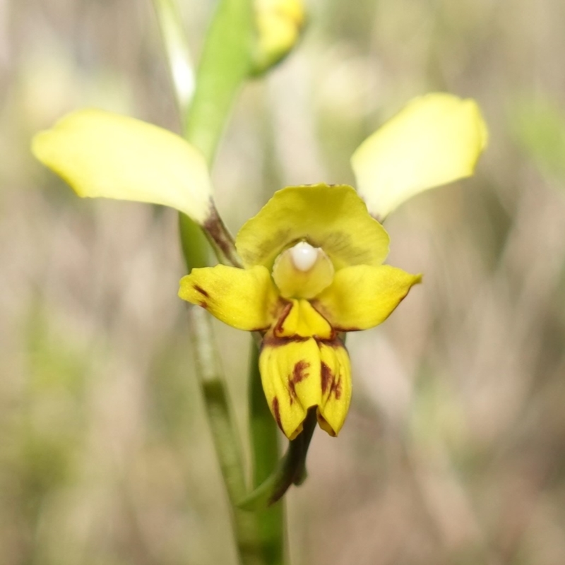 Diuris goonooensis