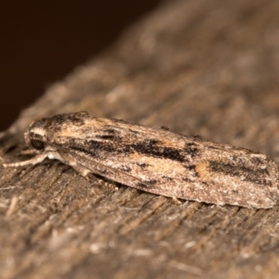 Agriophara leptosemela