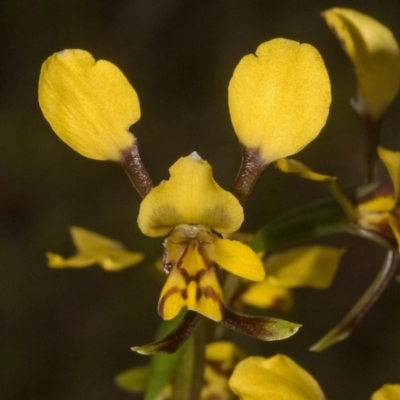 Diuris maculata