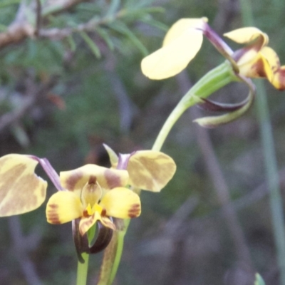 Diuris maculata