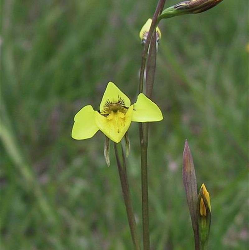 Diuris monticola