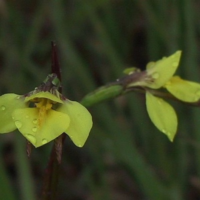 Diuris monticola