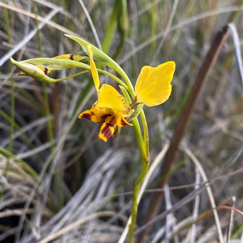 Diuris nigromontana