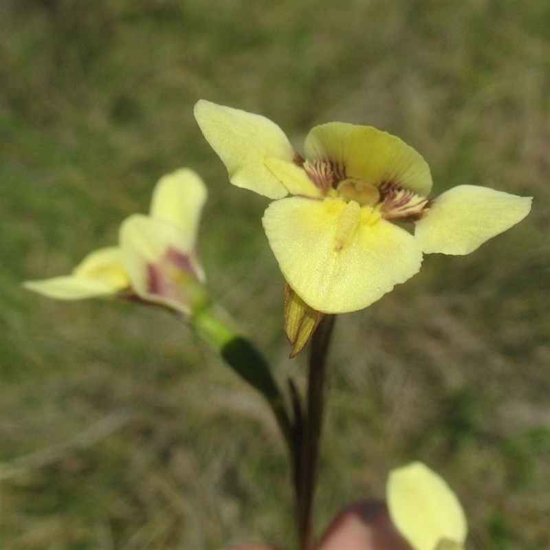 Diuris ochroma