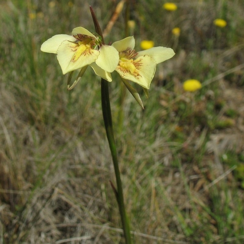 Diuris ochroma