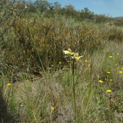 Diuris ochroma