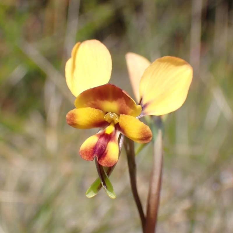 Diuris orientis