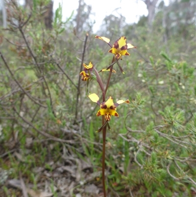 Diuris pardina