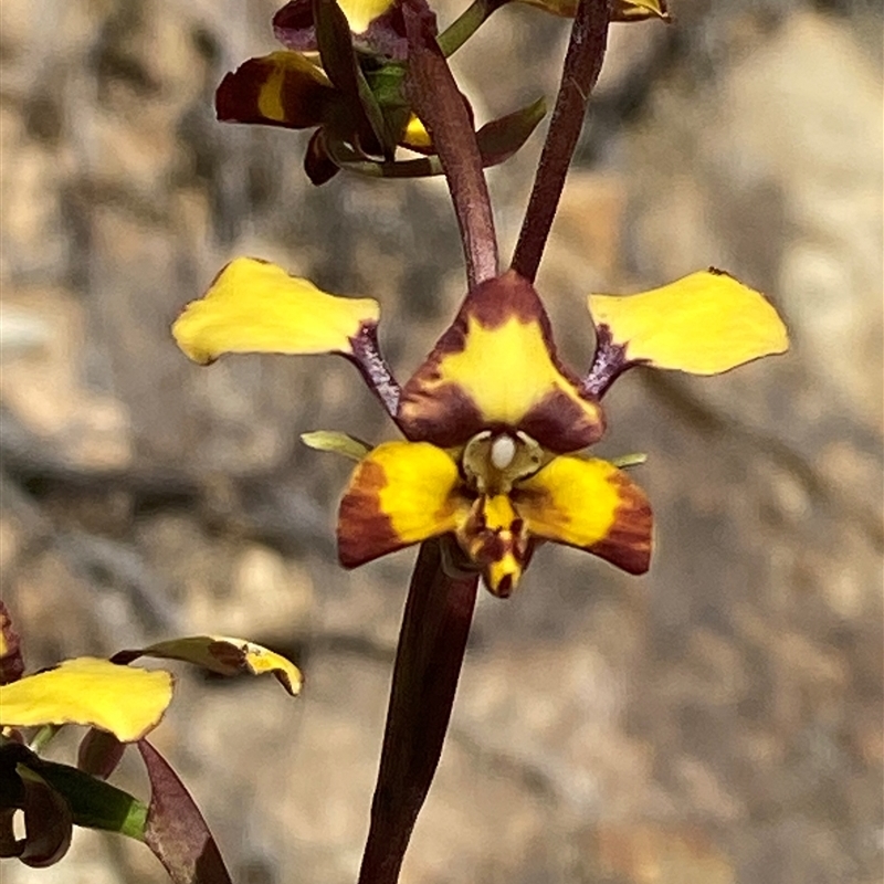 Diuris pardina