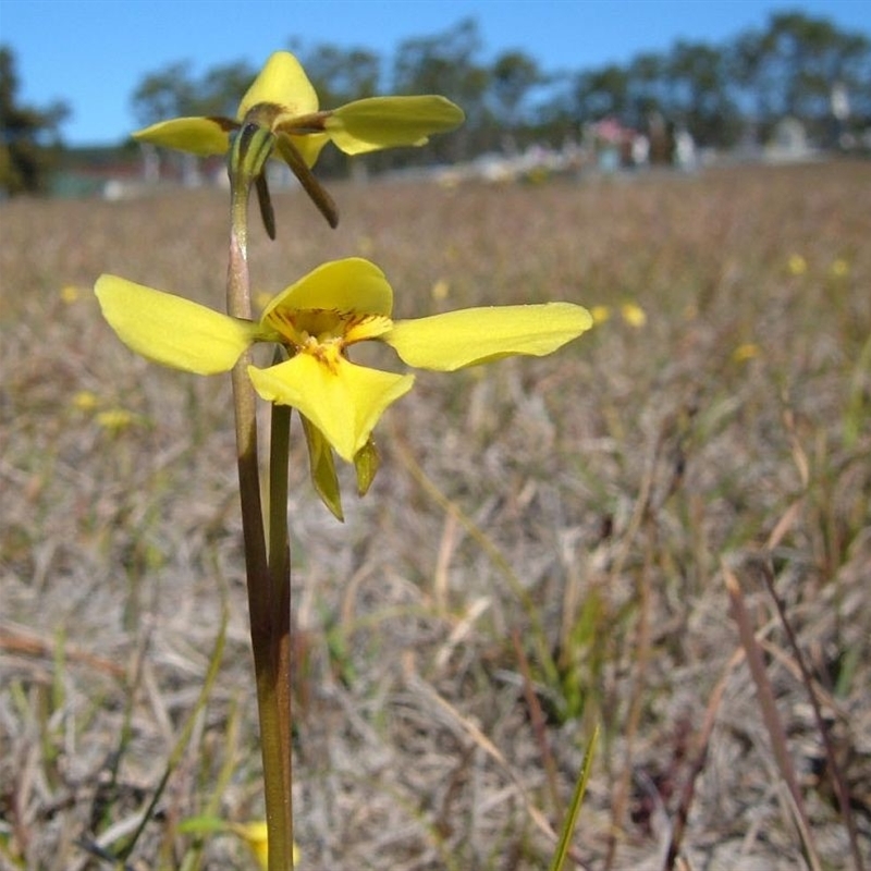 Diuris sp. Towamba