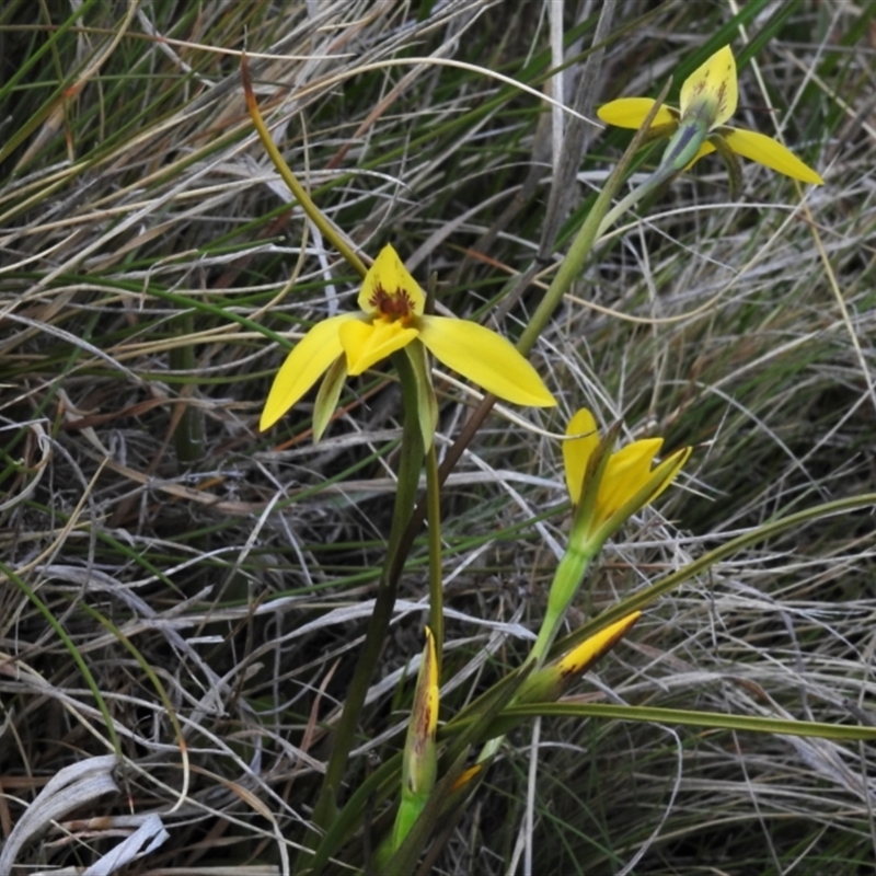 Diuris subalpina