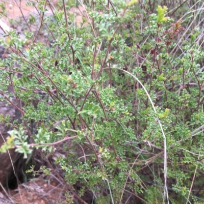 Dodonaea boroniifolia