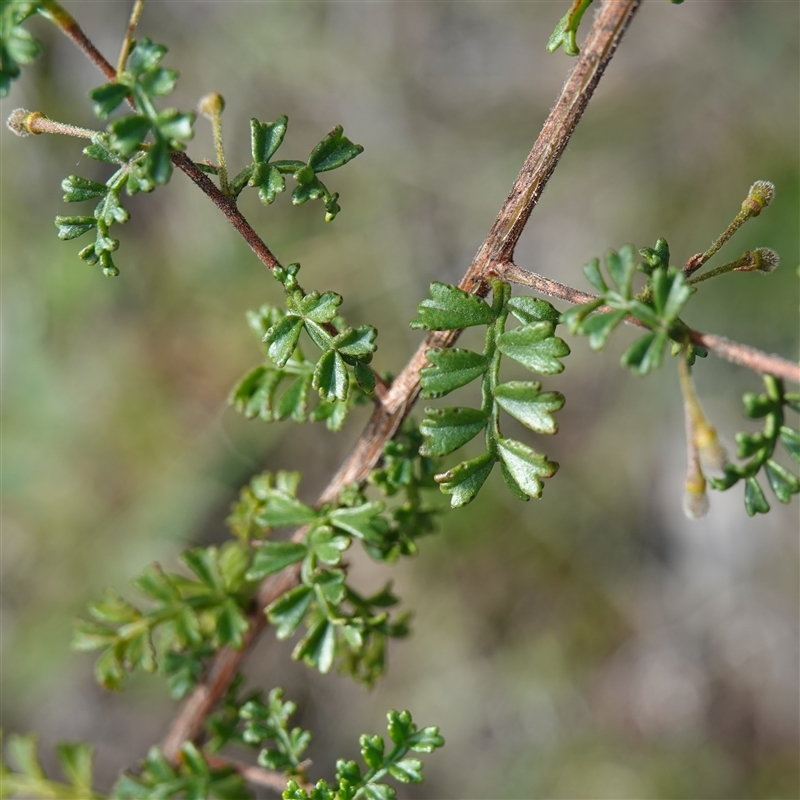 Dodonaea boroniifolia