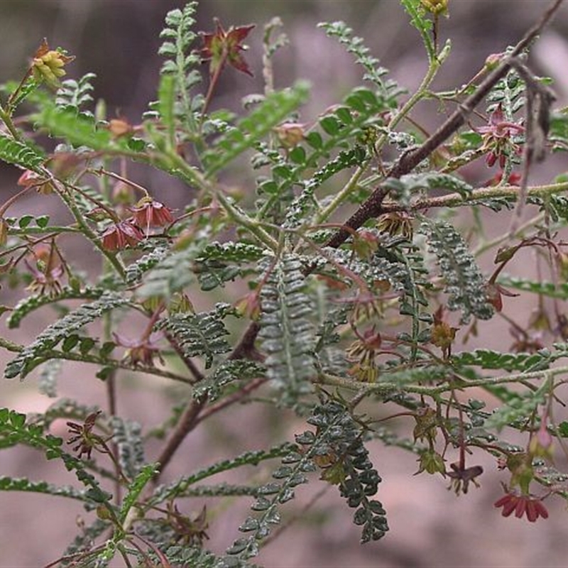 Dodonaea multijuga