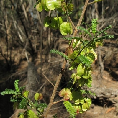 Dodonaea multijuga