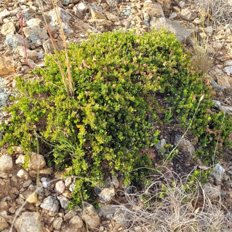 Dodonaea procumbens