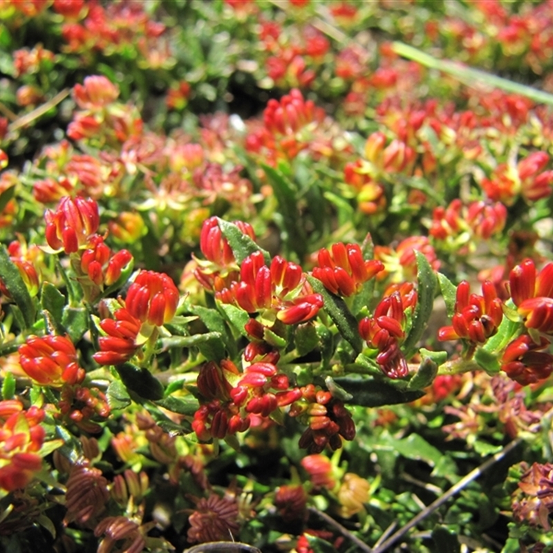 Dodonaea procumbens