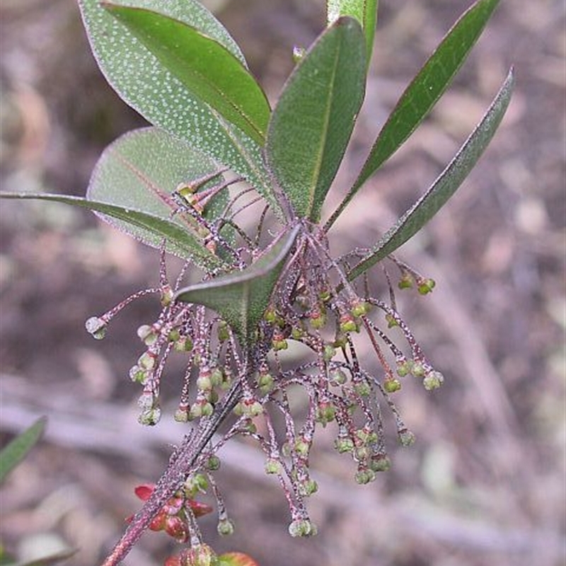 Dodonaea rhombifolia