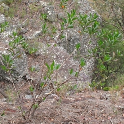 Dodonaea rhombifolia