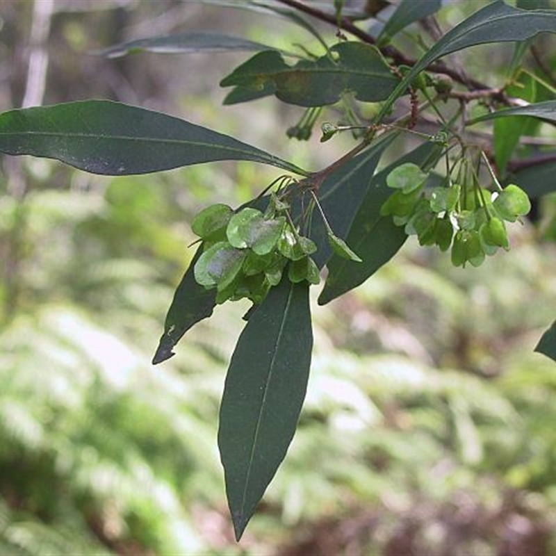 Dodonaea triquetra