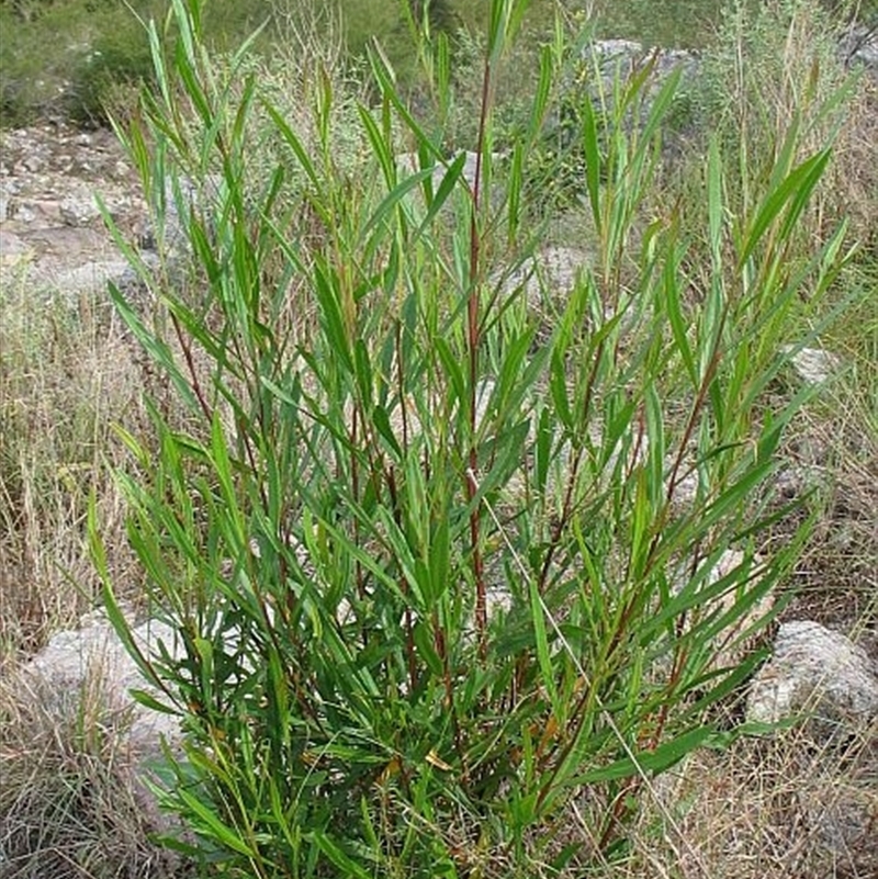 Dodonaea truncatiales