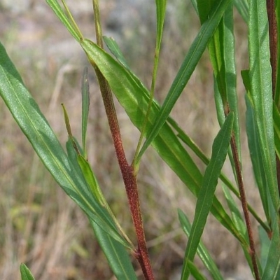 Dodonaea truncatiales