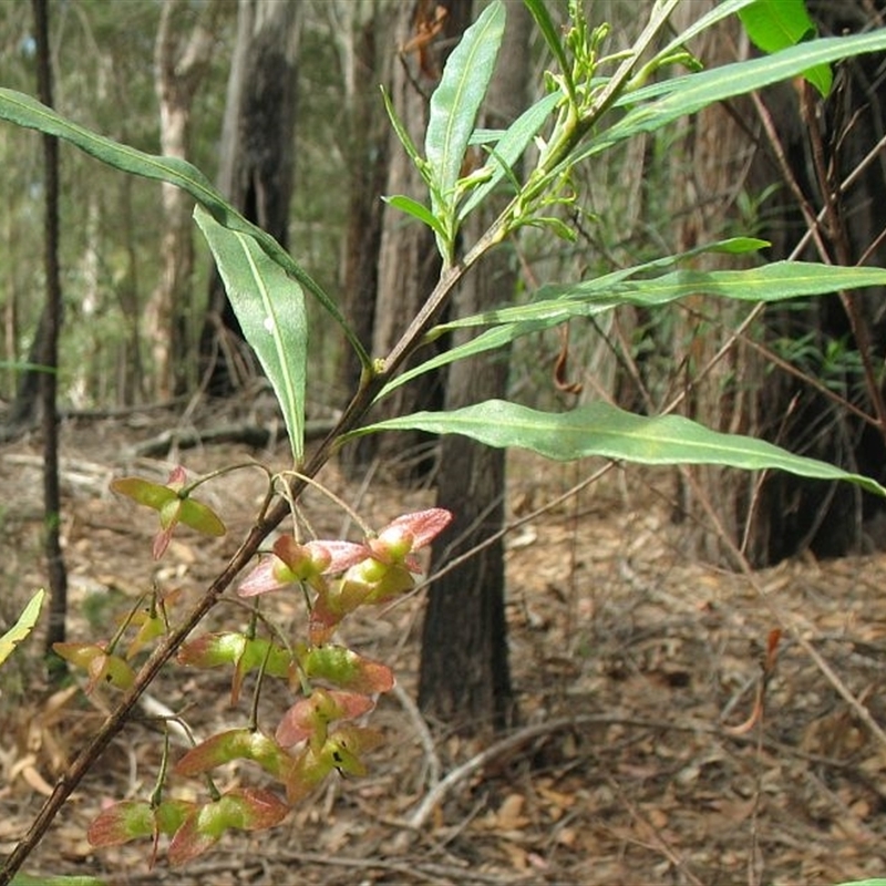 Dodonaea truncatiales