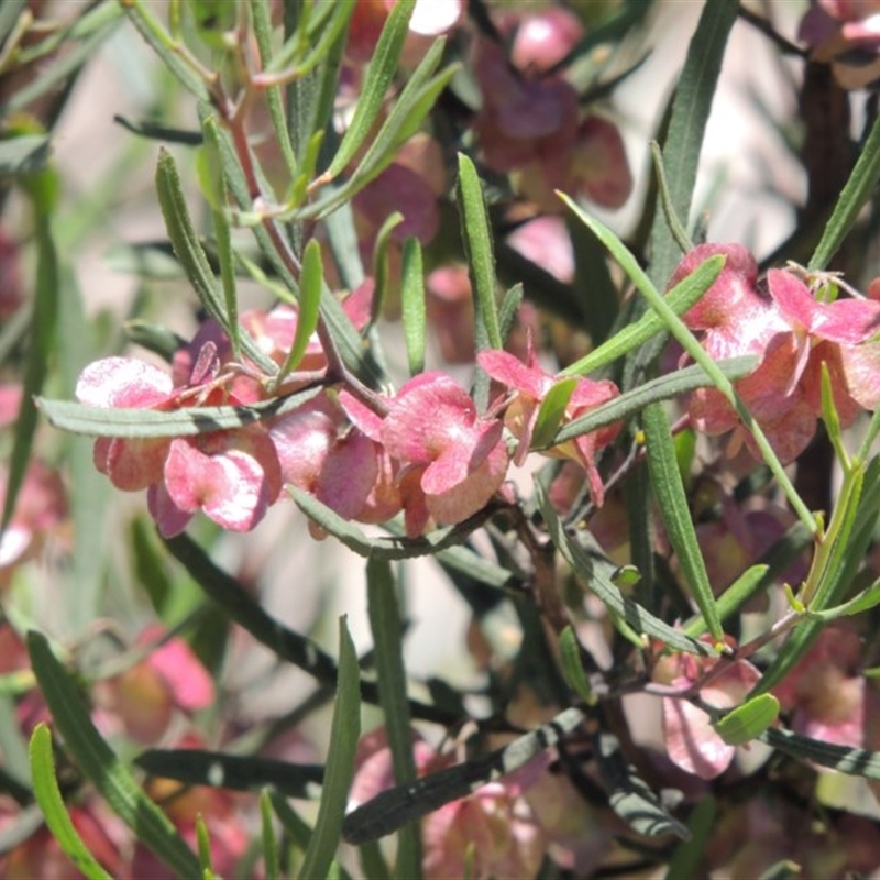 Fruit on female plant