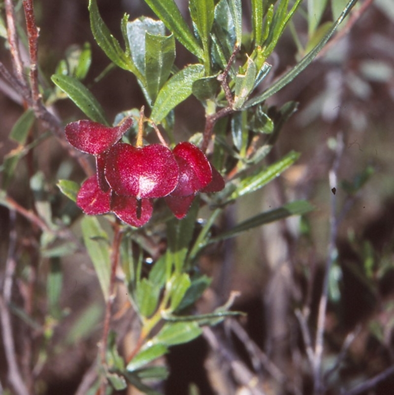 Dodonaea viscosa subsp. cuneata