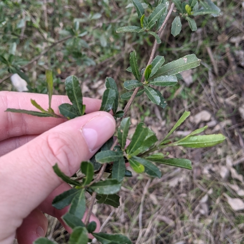 Dodonaea viscosa subsp. cuneata