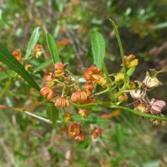 Dodonaea viscosa subsp. spatulata