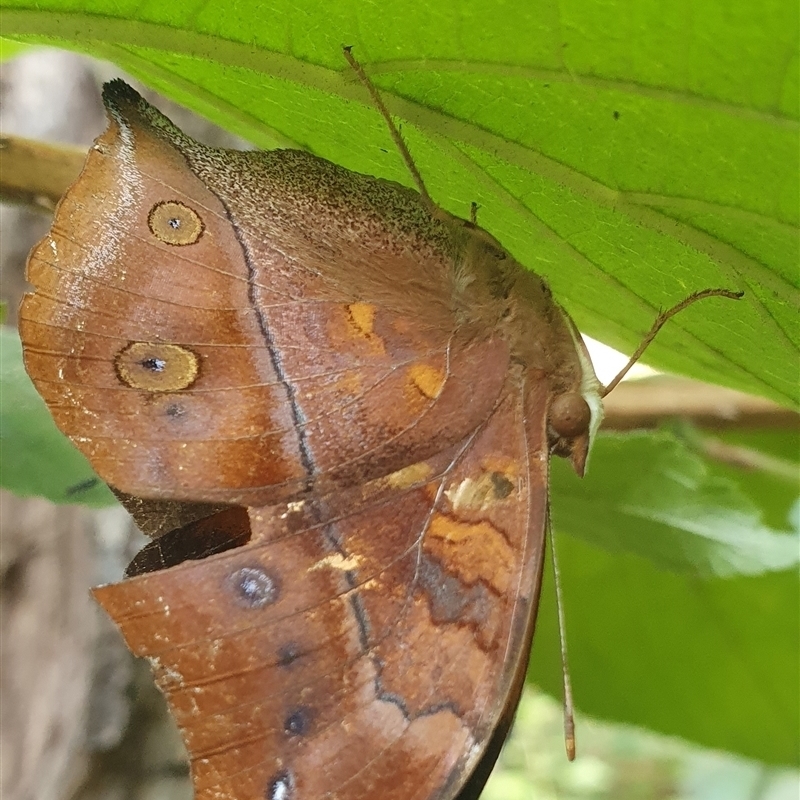 Doleschallia bisaltide australis