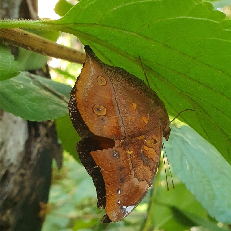 Doleschallia bisaltide australis