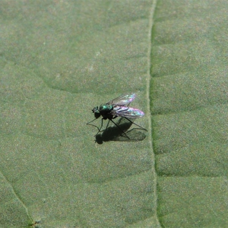 Dolichopodidae (family)