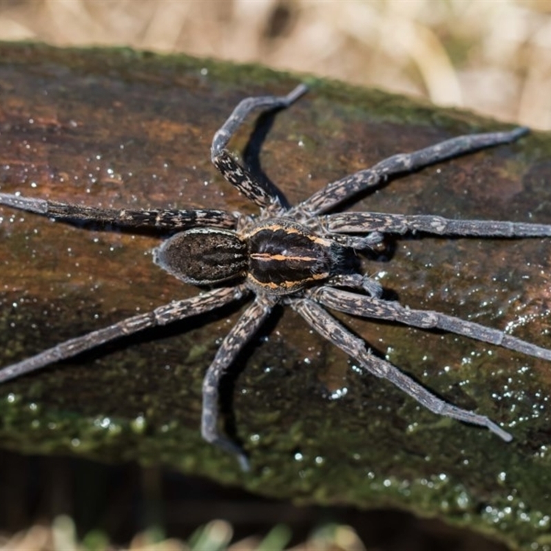 Dolomedes sp. (genus)