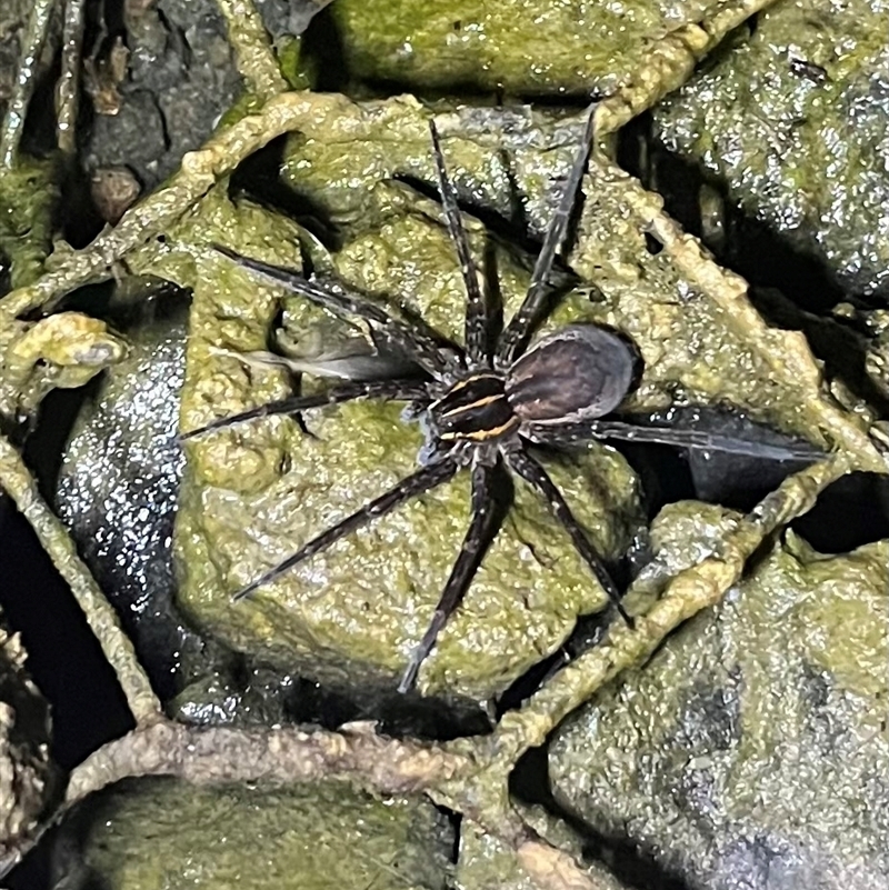 Dolomedes sp. (genus)