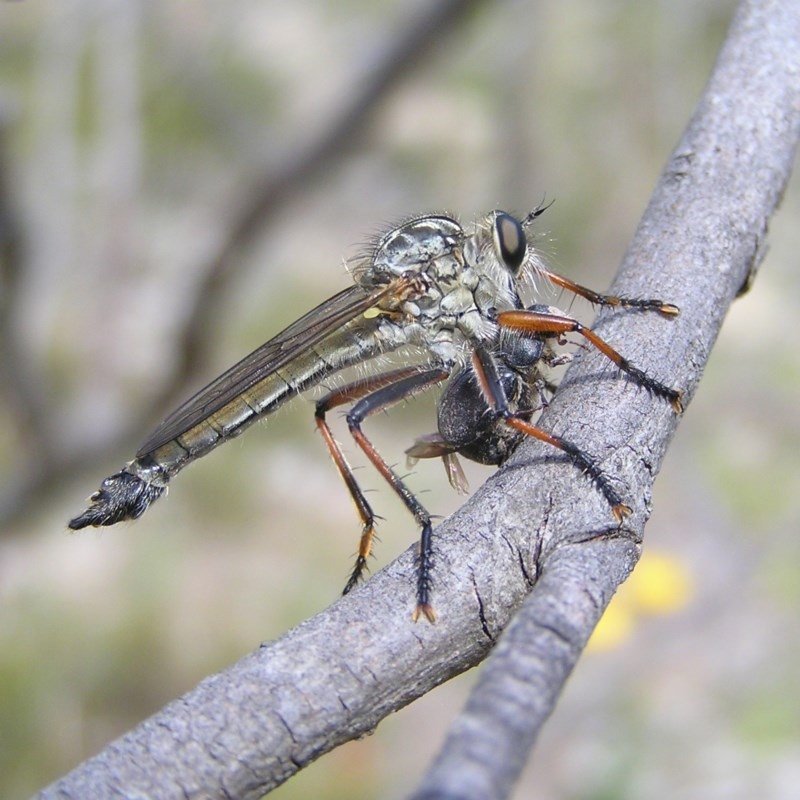 Dolopus rubrithorax