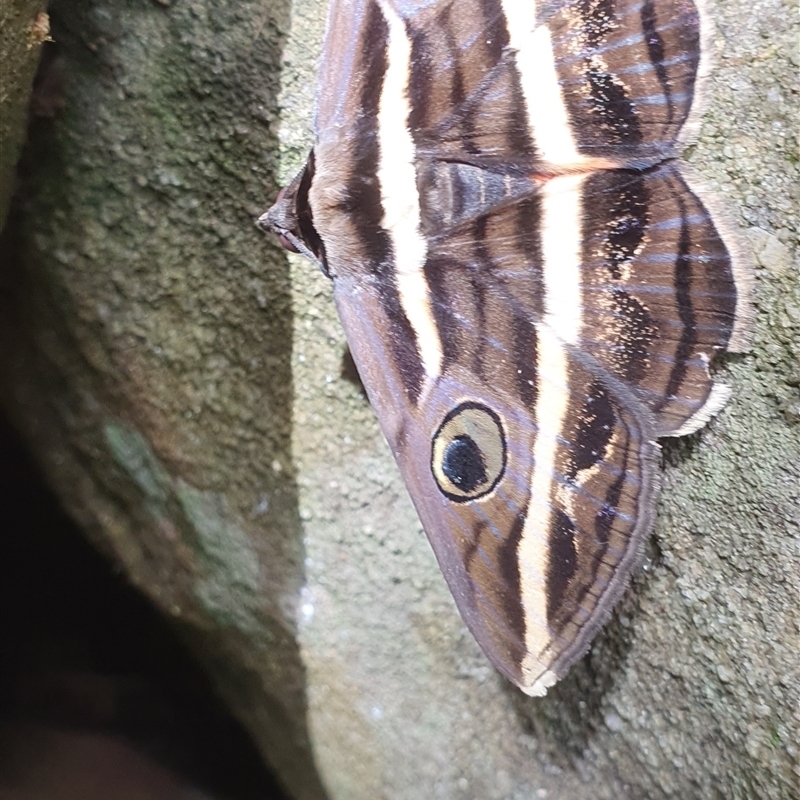 Donuca rubropicta