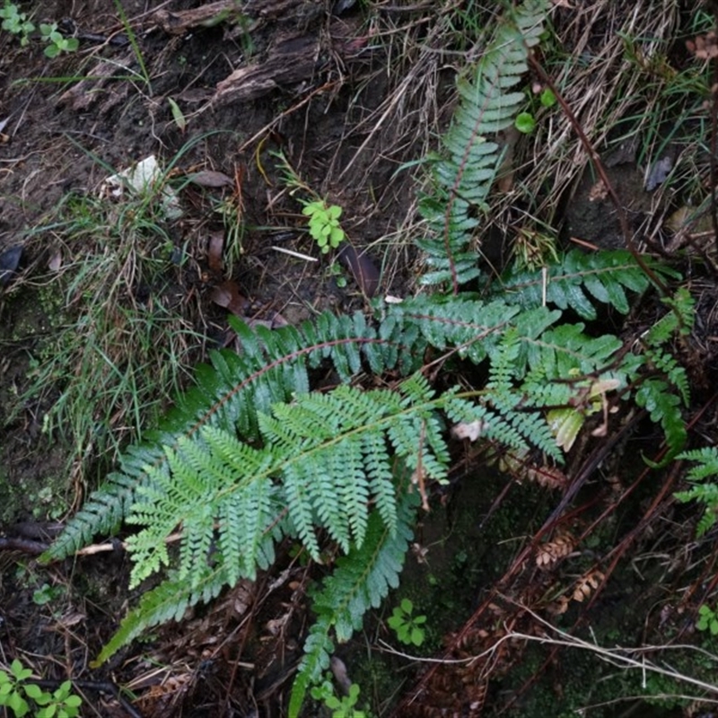 Blechnum parrisiae