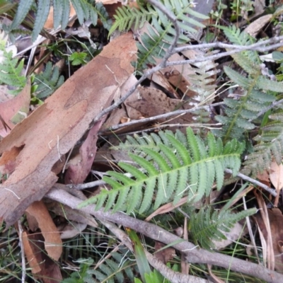 Doodia australis