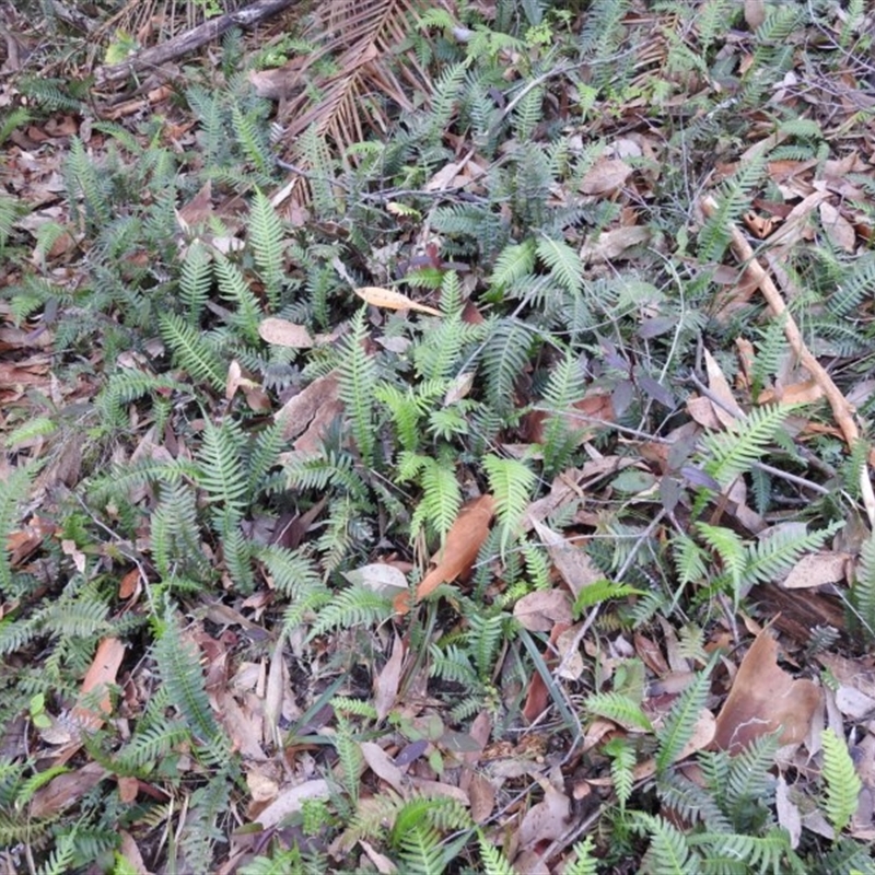 Blechnum parrisiae