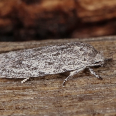 Ardozyga hilara (A Gelechioid moth) - NatureMapr Australia