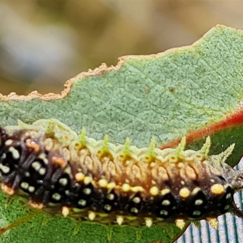 Doratifera casta