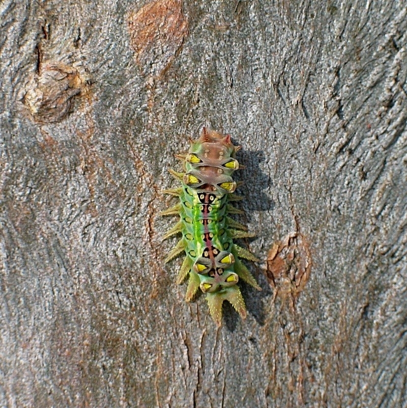 Larva