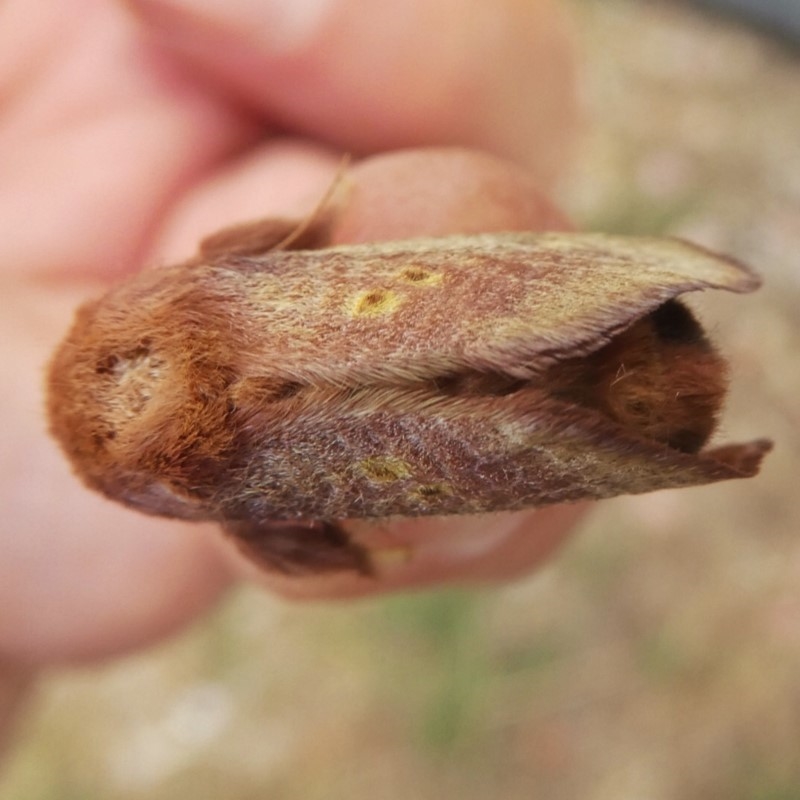 Doratifera quadriguttata and casta