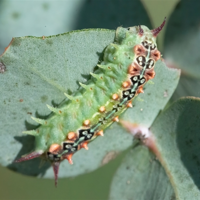 Doratifera quadriguttata and casta