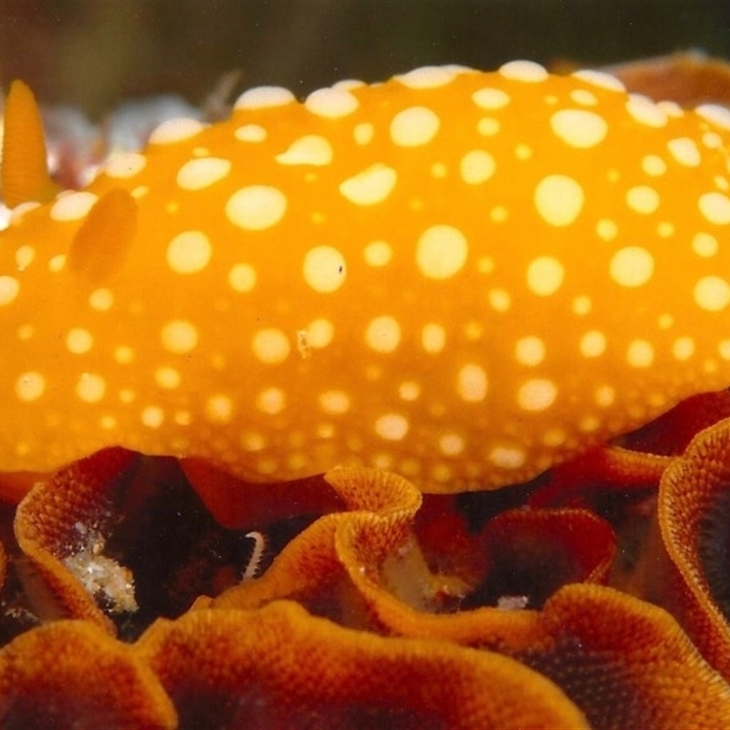 Tathra Diving