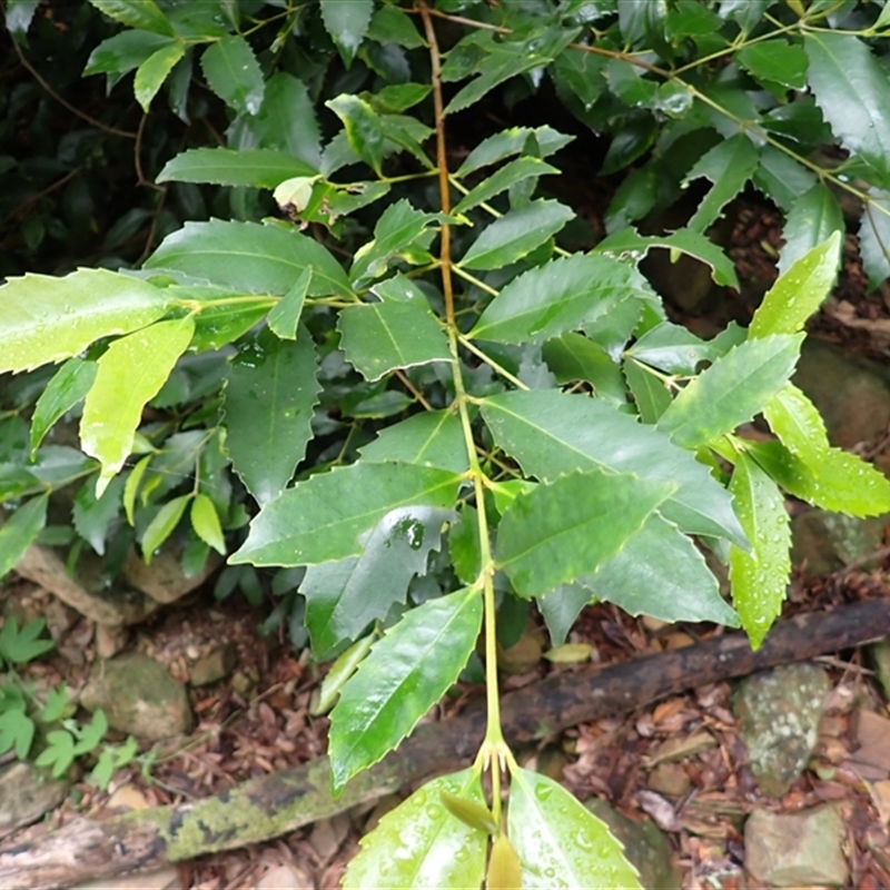 Doryphora sassafras