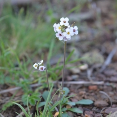 Drabastrum alpestre